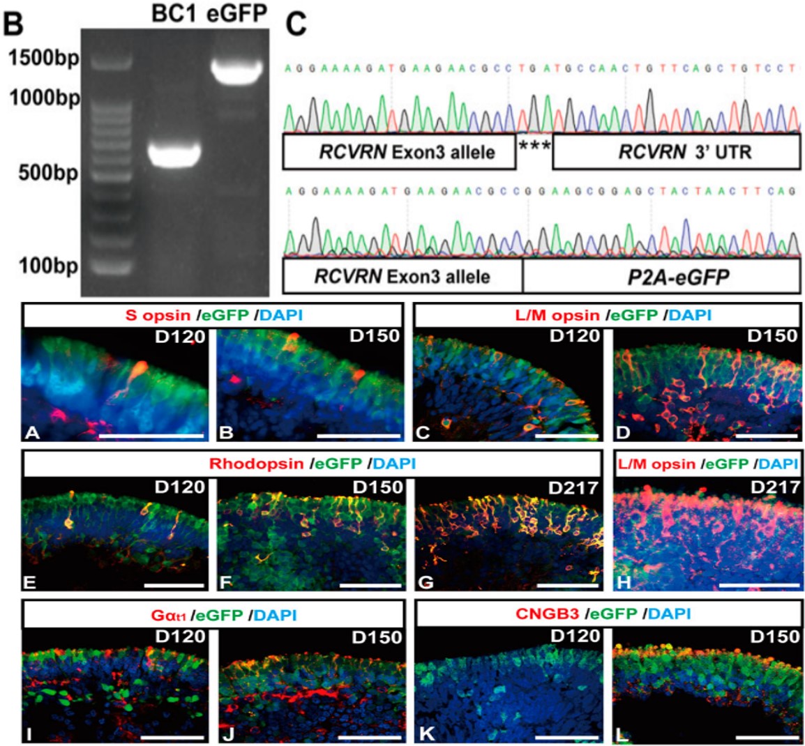 RCVRN-eGFP labels both mature cones and rods in late-stage retinal organoids.jpg